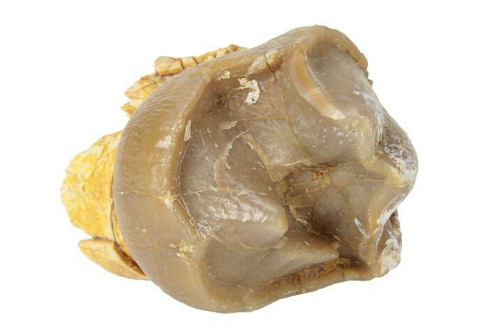 Fossil Eocene Mammal (Lophiodon) Molar - France #248658